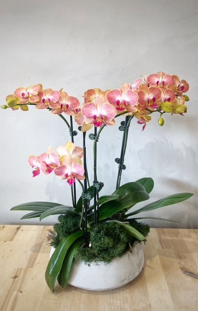 3" Orange Striped Orchid Planter