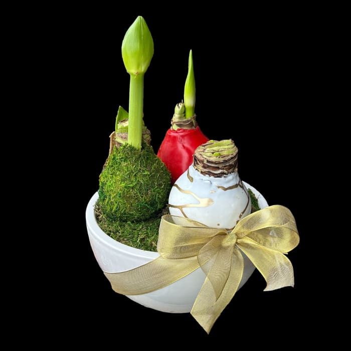 Holiday Amaryllis Trio