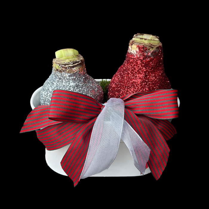 Holiday Amaryllis Duo