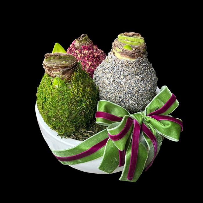 Fragrant French Countryside Amaryllis Trio