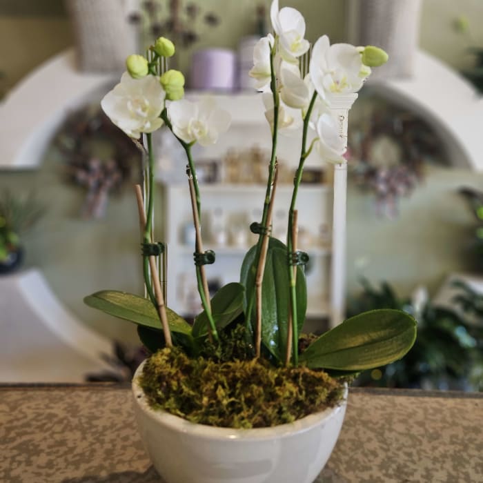 Mini Orchid Garden