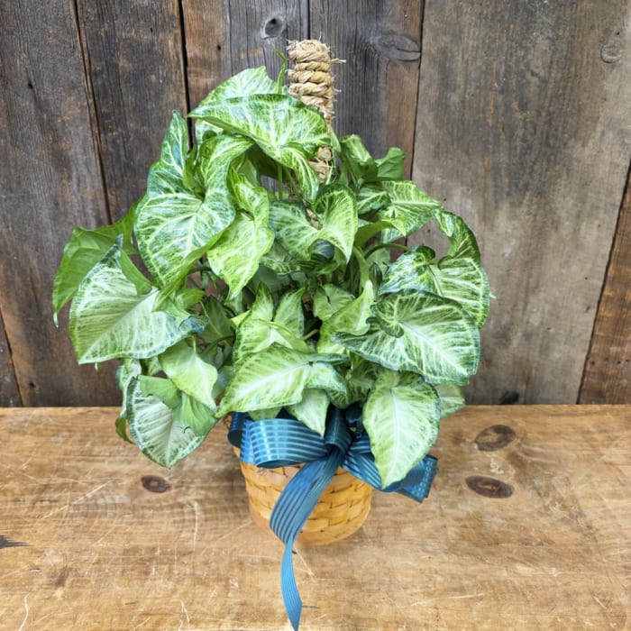 6" Syngonium Pole Plant