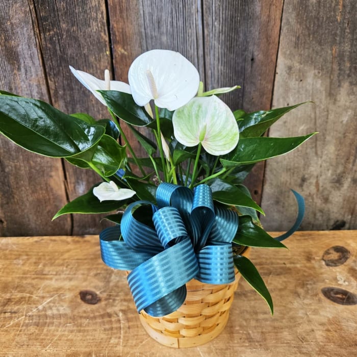 White Anthurium 6"