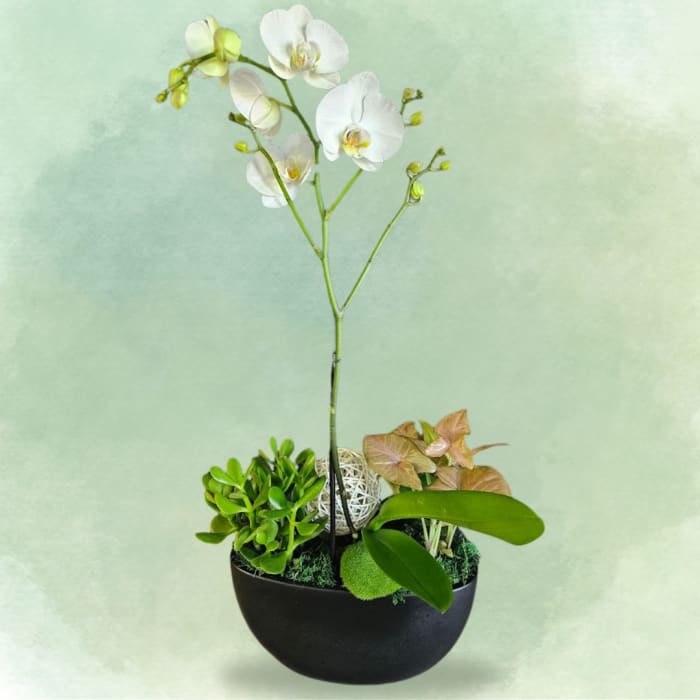 Modern Orchid Bowl