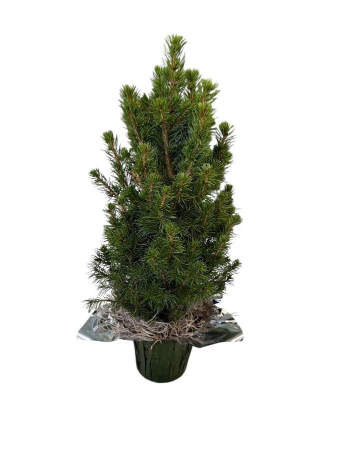 Mini Alberta Spruce Tree