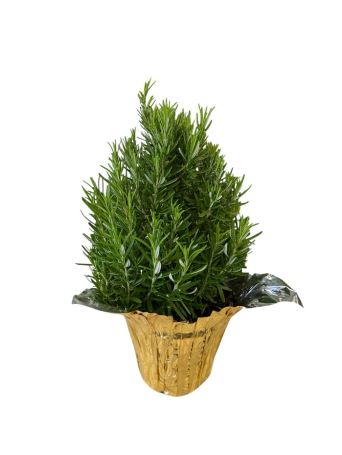 Holiday Rosemary Tree