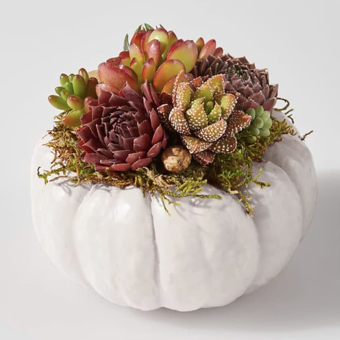 White Pumpkin Succulent Garden