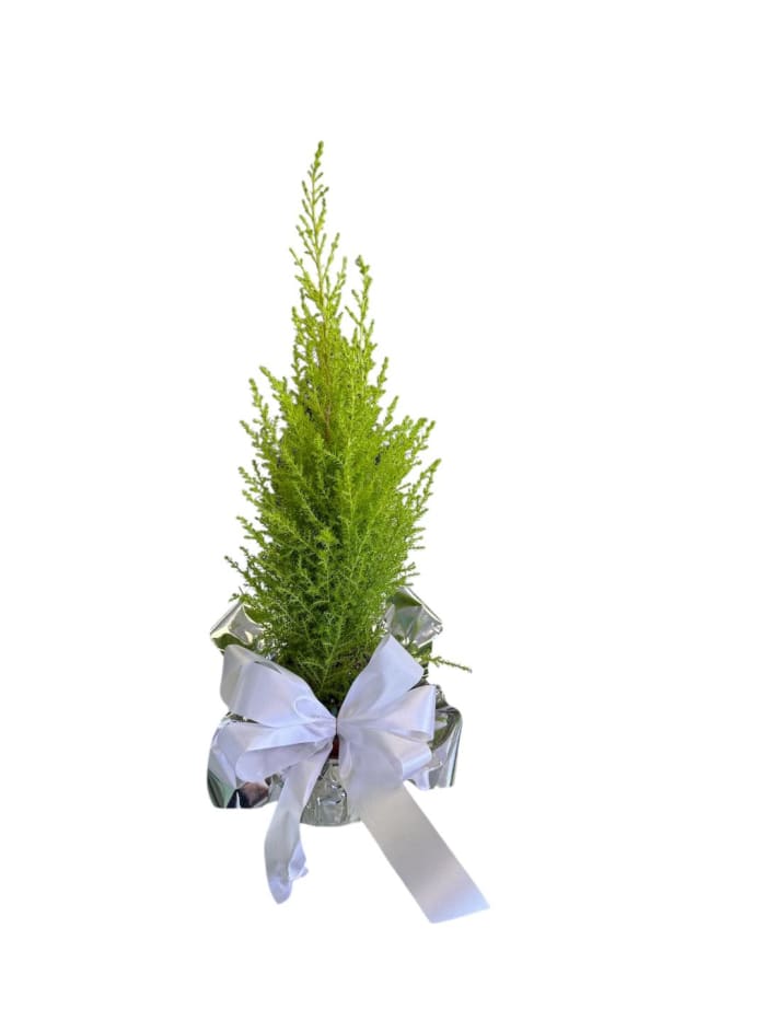 Mini Lemon Cypress Tree