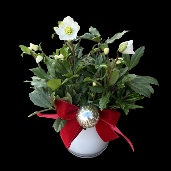 Holiday Hellebores