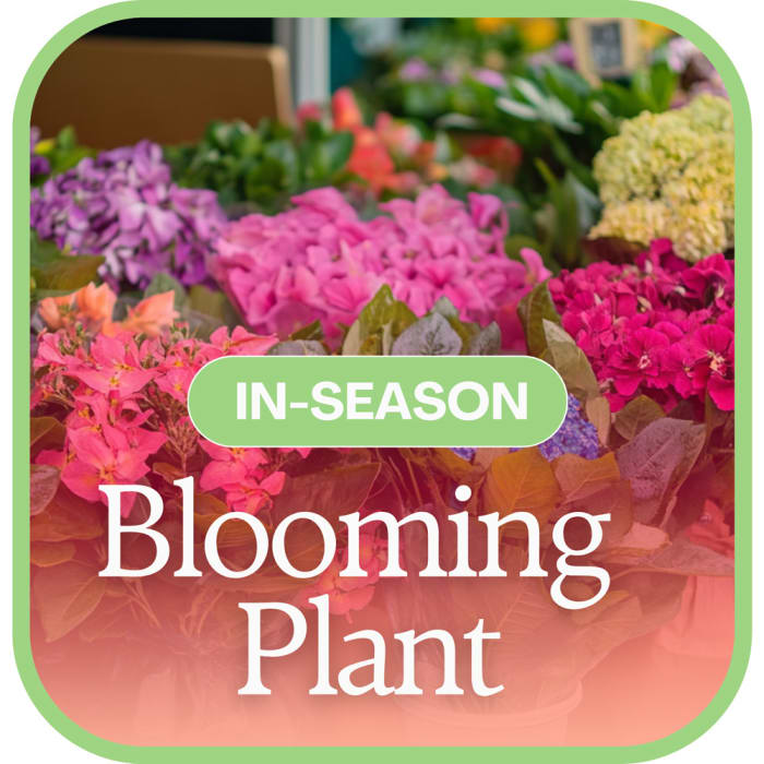 In-Season Blooming Plant