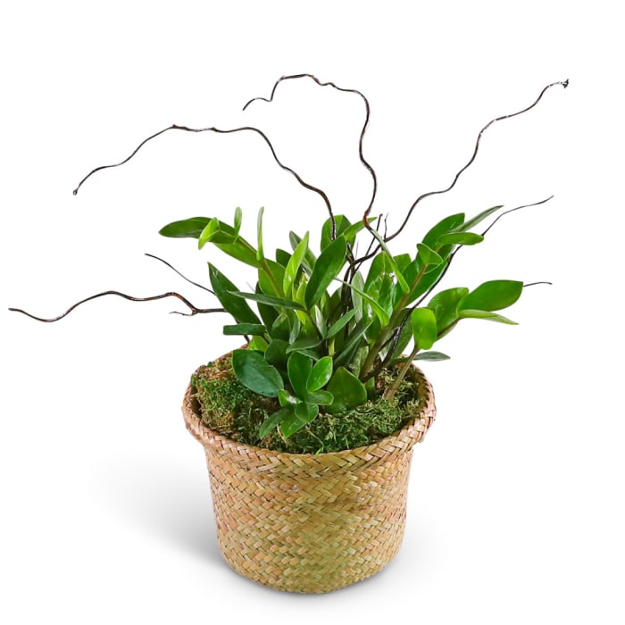 ZanGem Plant in Basket