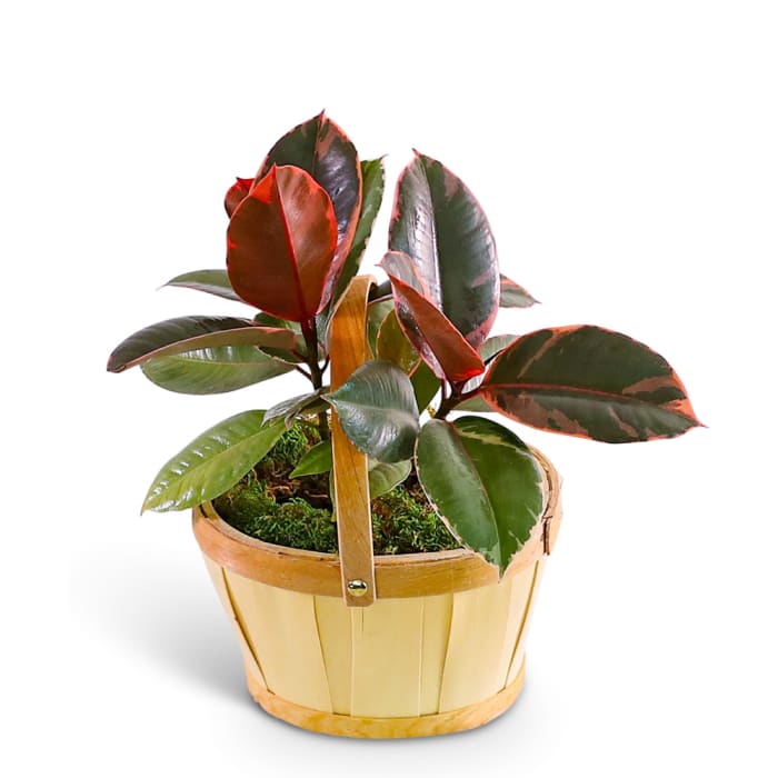 Variegated Rubber Tree Plant