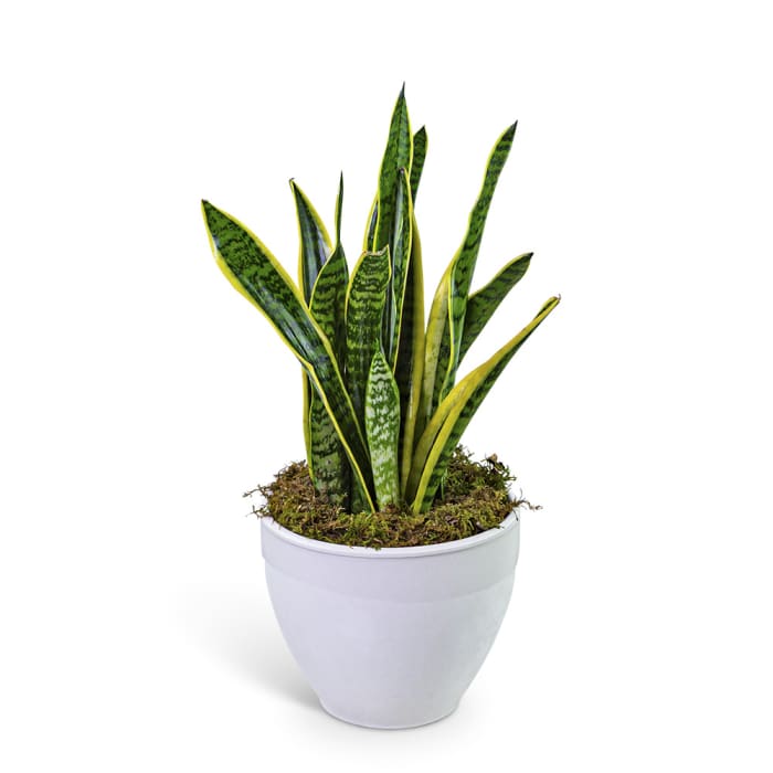 Snake Plant in Ceramic