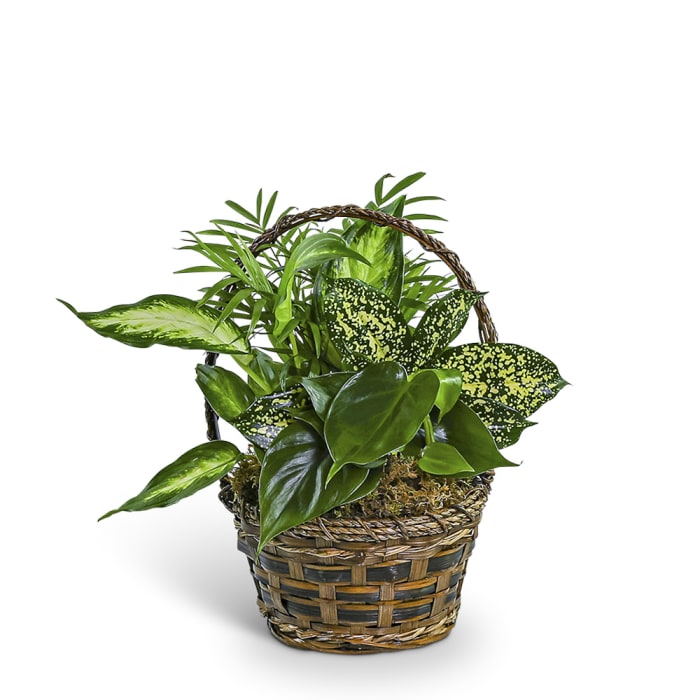 Tranquil Dish Garden in Basket