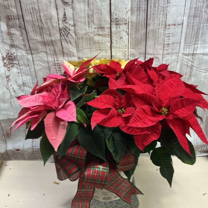 Poinsettia Tri-Color