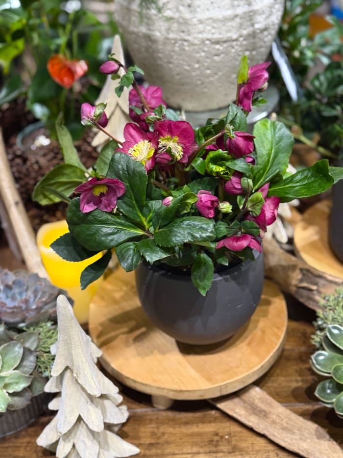 Potted Hellebore