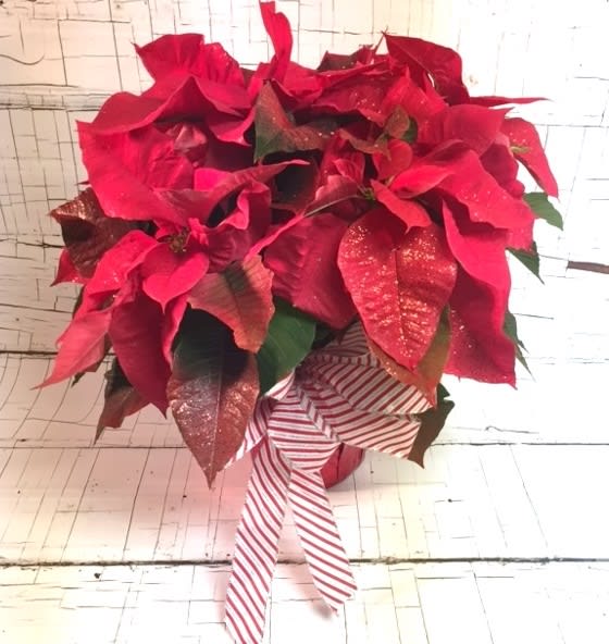 Holiday Blingsettia Plant