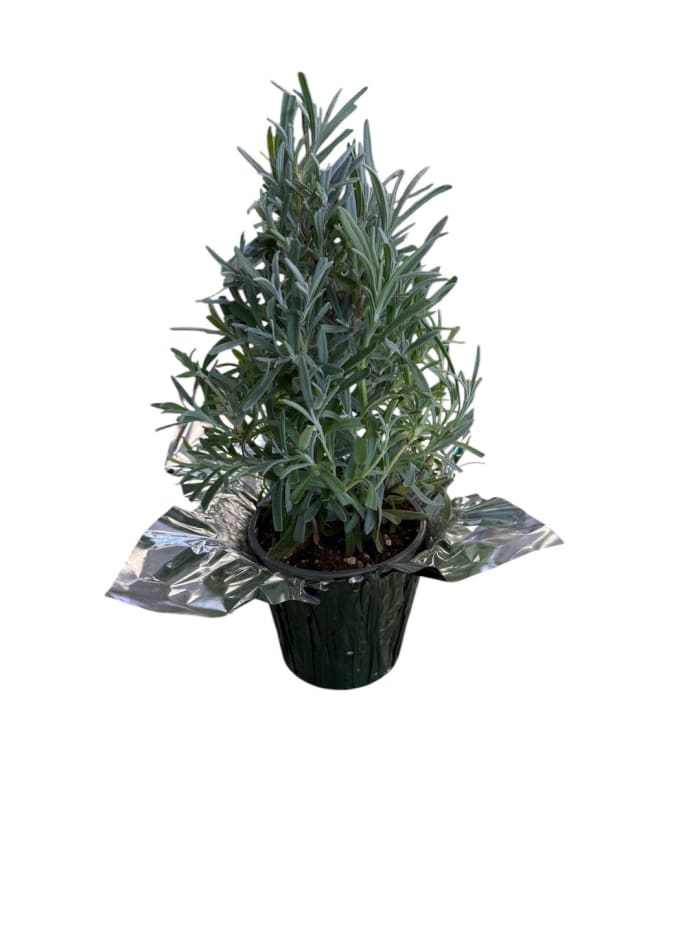 Mini Lavender Tree