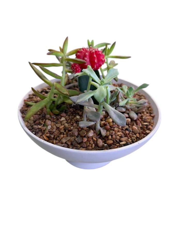 Desert Bloom Succulent Garden