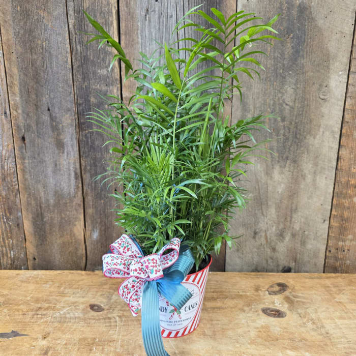 Holiday Green Plant
