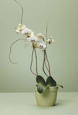 Phalaenopsis