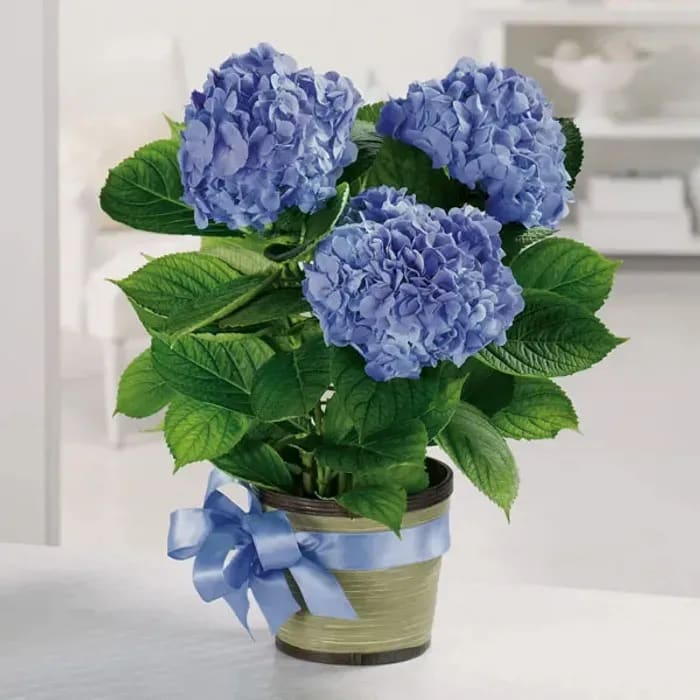 Heavenly Hydrangea