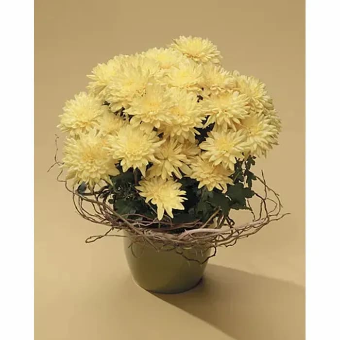 Yellow Mum Plant