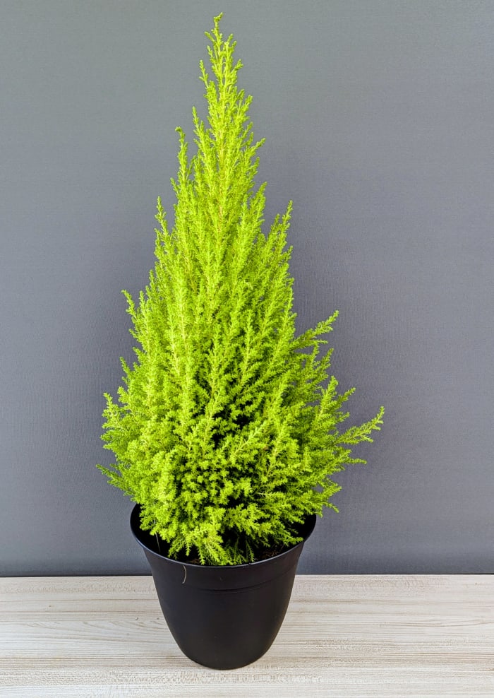Lemon Cypress