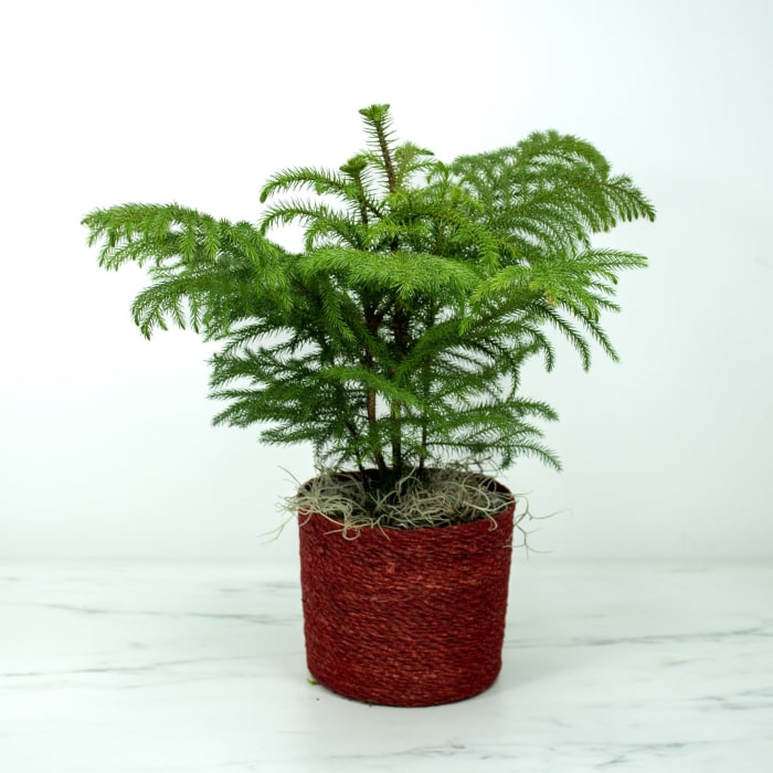 Norfolk Island Pine