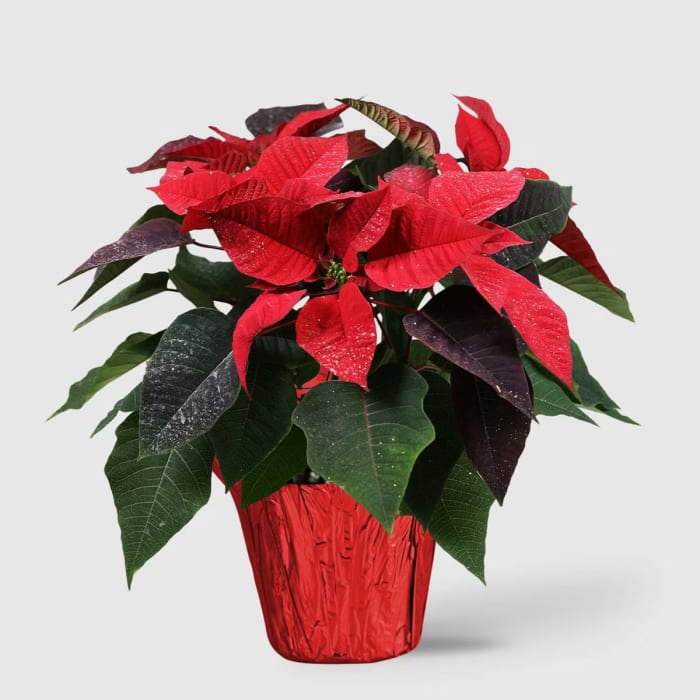 Poinsettia