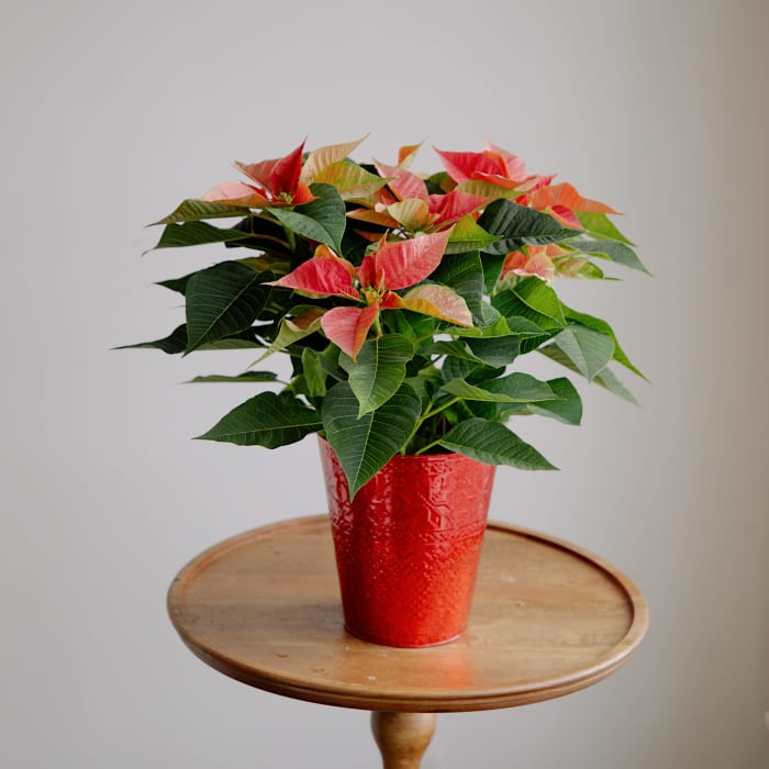 Festive Poinsettia