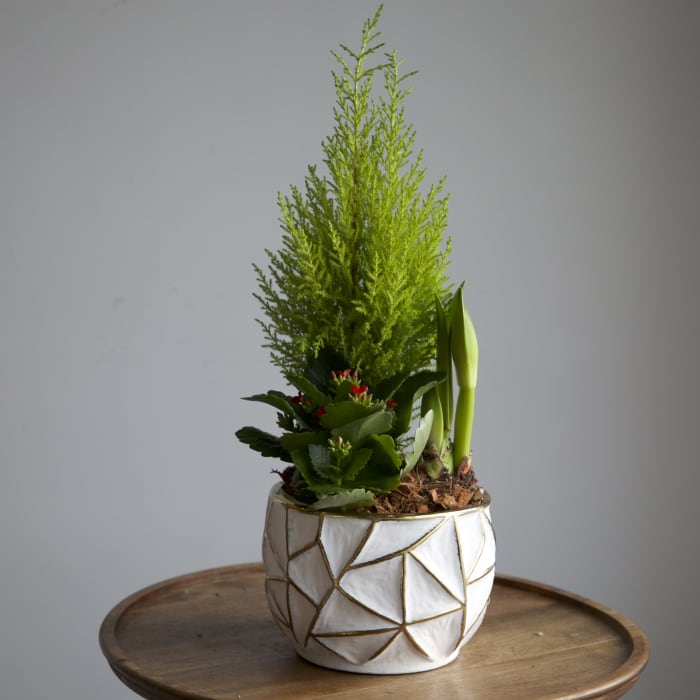 The Gilded Winter Garden | Lemon Cypress & Amaryllis Trio