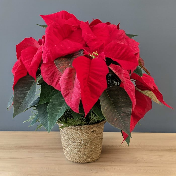 Poinsettia Red -Single Stem
