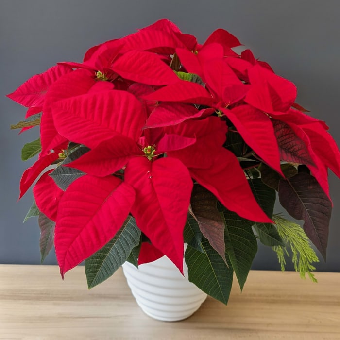 Poinsettia Red - 2 Stem 7.5 inch Pot