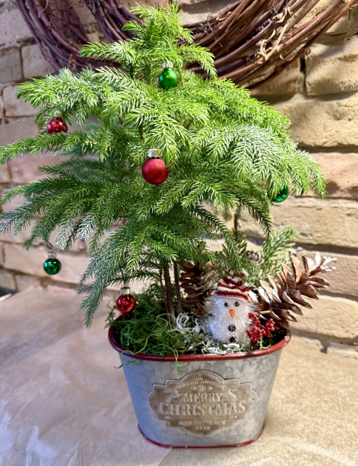Norfolk Pine in Christmas Tin