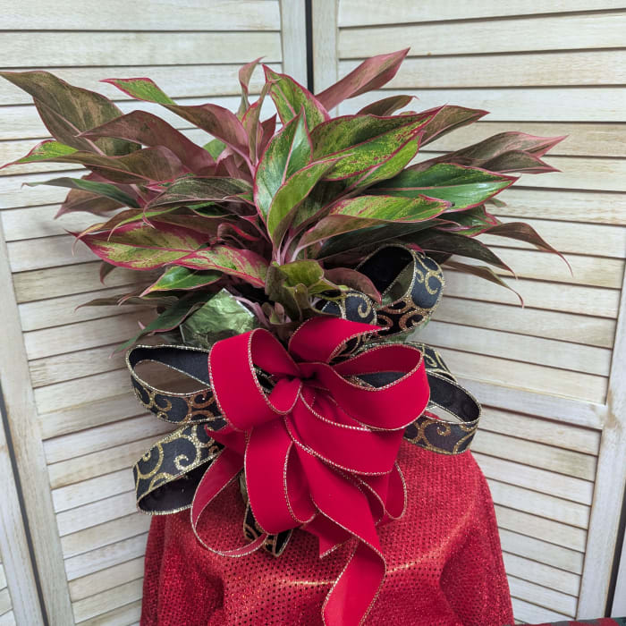 Aglaonema Plant