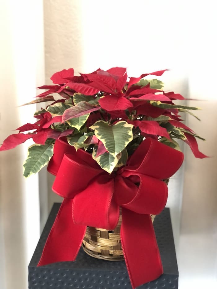 Ivy Red Poinsettia