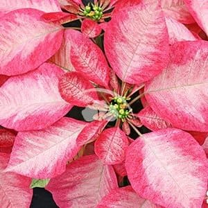 Novelty Poinsettia