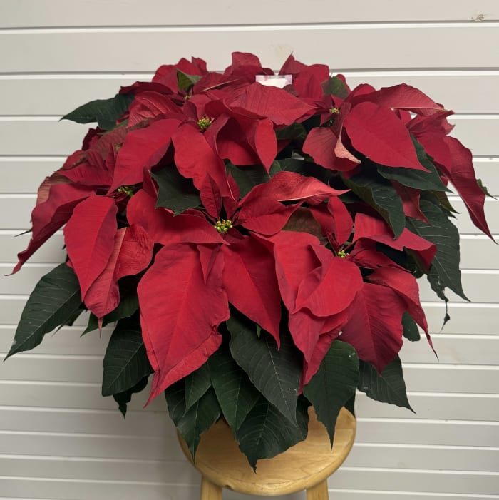 7" Poinsettia