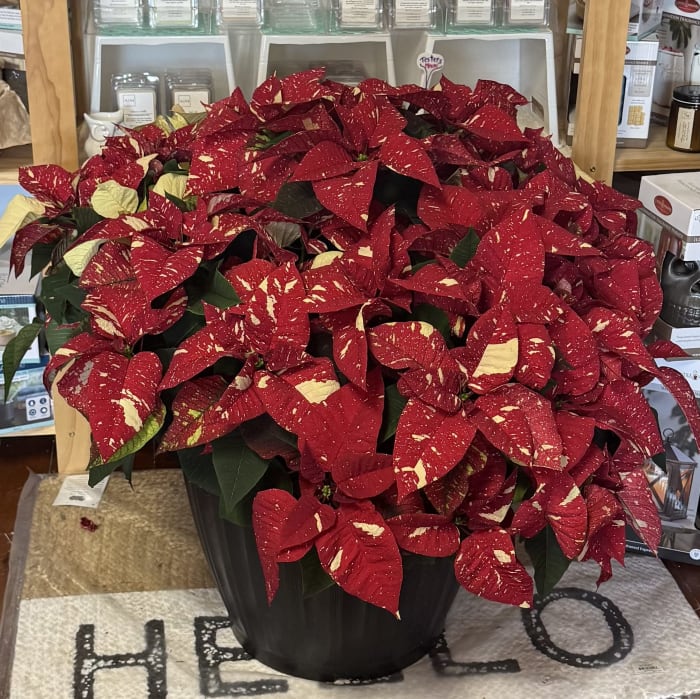 20" Poinsettia