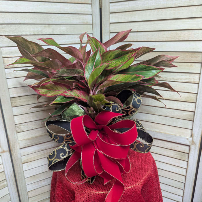 Aglaonema Plant