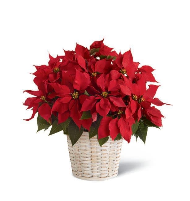 Poinsettia