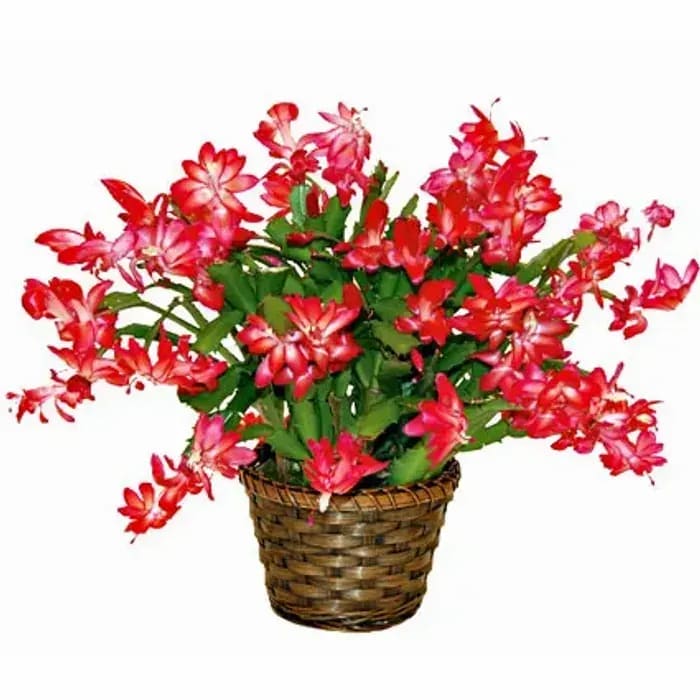 Christmas Cactus