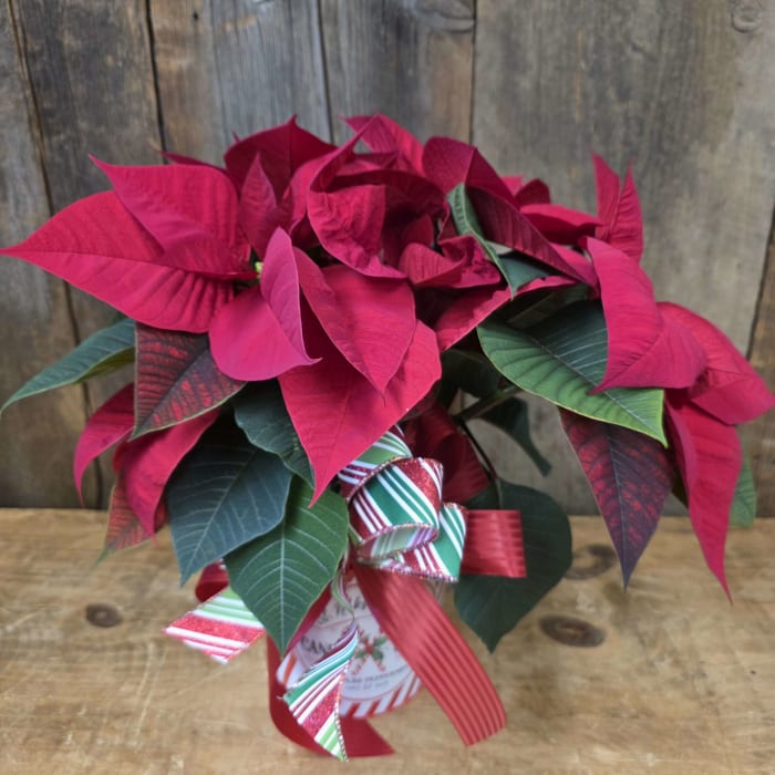 Poinsettia 6.5 Basket and Bow