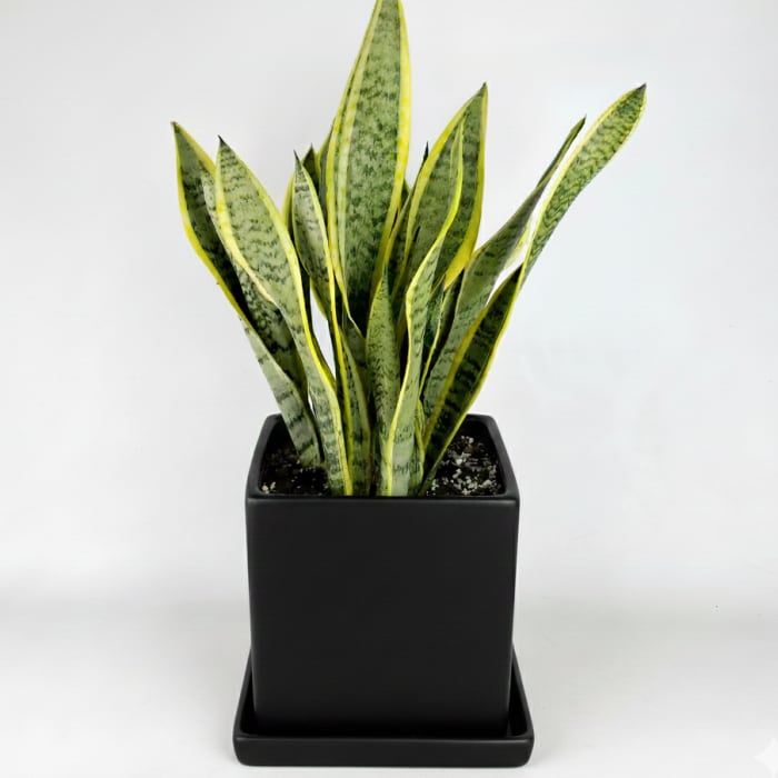 SANSEVIERIA (SNAKE PLANT)