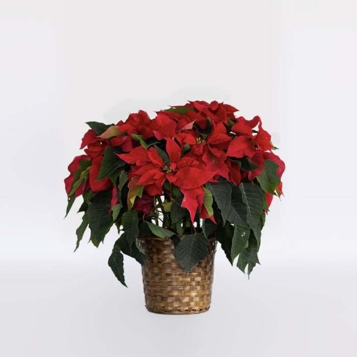 Classic Christmas Poinsettia