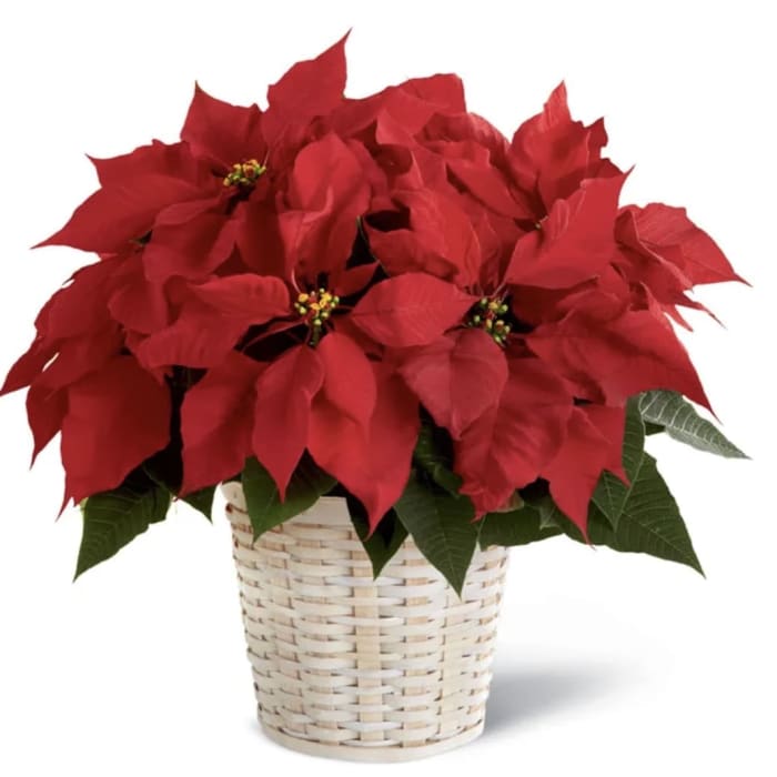Classic Christmas Poinsettia