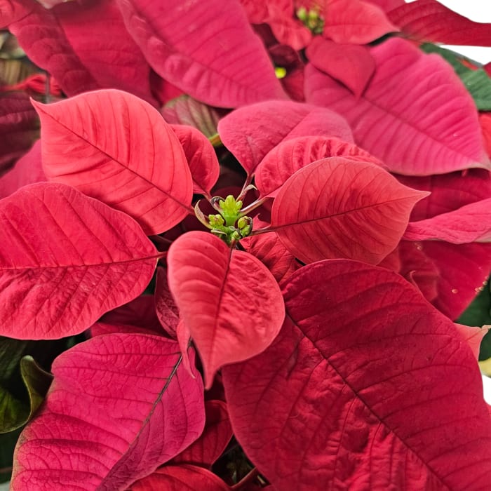 10 inch Red Poinsettia Plant