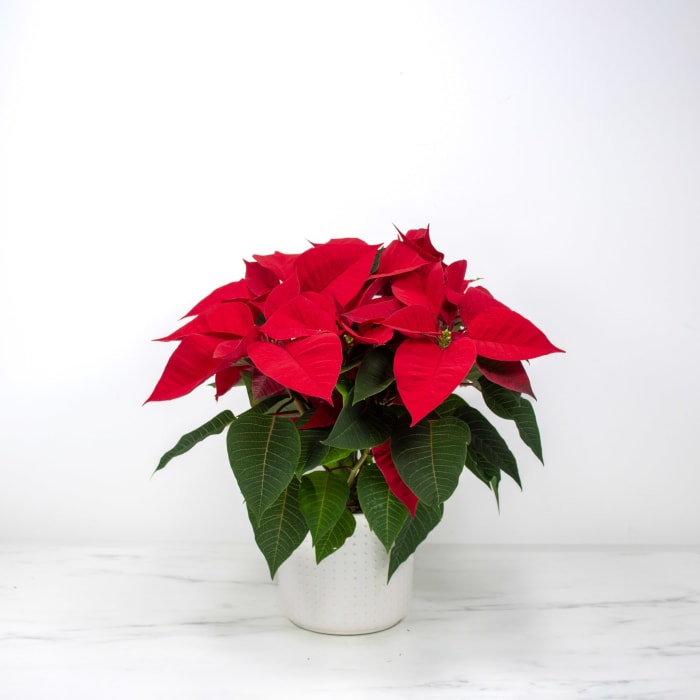 6" Poinsettia Pot