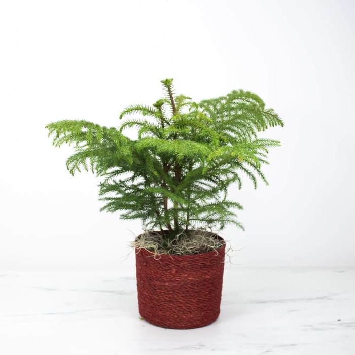 Norfolk Island Pine